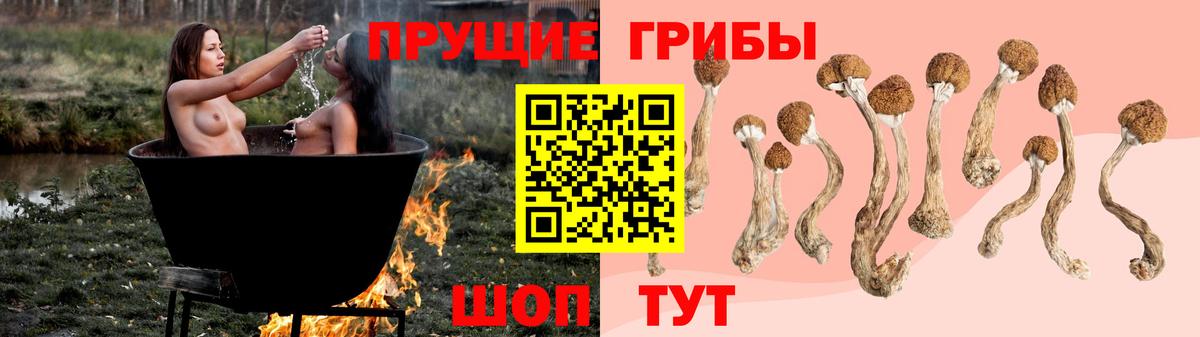 Галлюциногенные грибы Psilocybe Вязьма